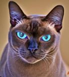 picture of typical burmese cat