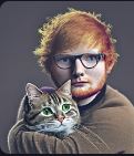 Ed Sheeran with a cat - possibly a Maine Coon