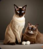 Burmese Ragdoll and Maine Coon